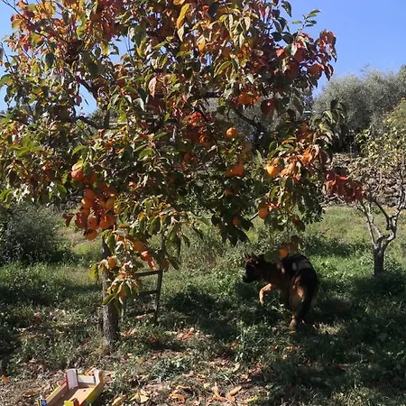 Holiday home Alle Pendici Dell'etna
